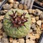 Preview: Pseudolithos migiurtinus